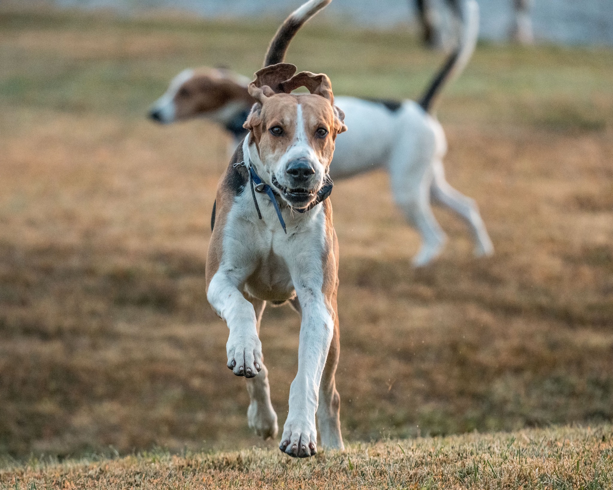 hound2