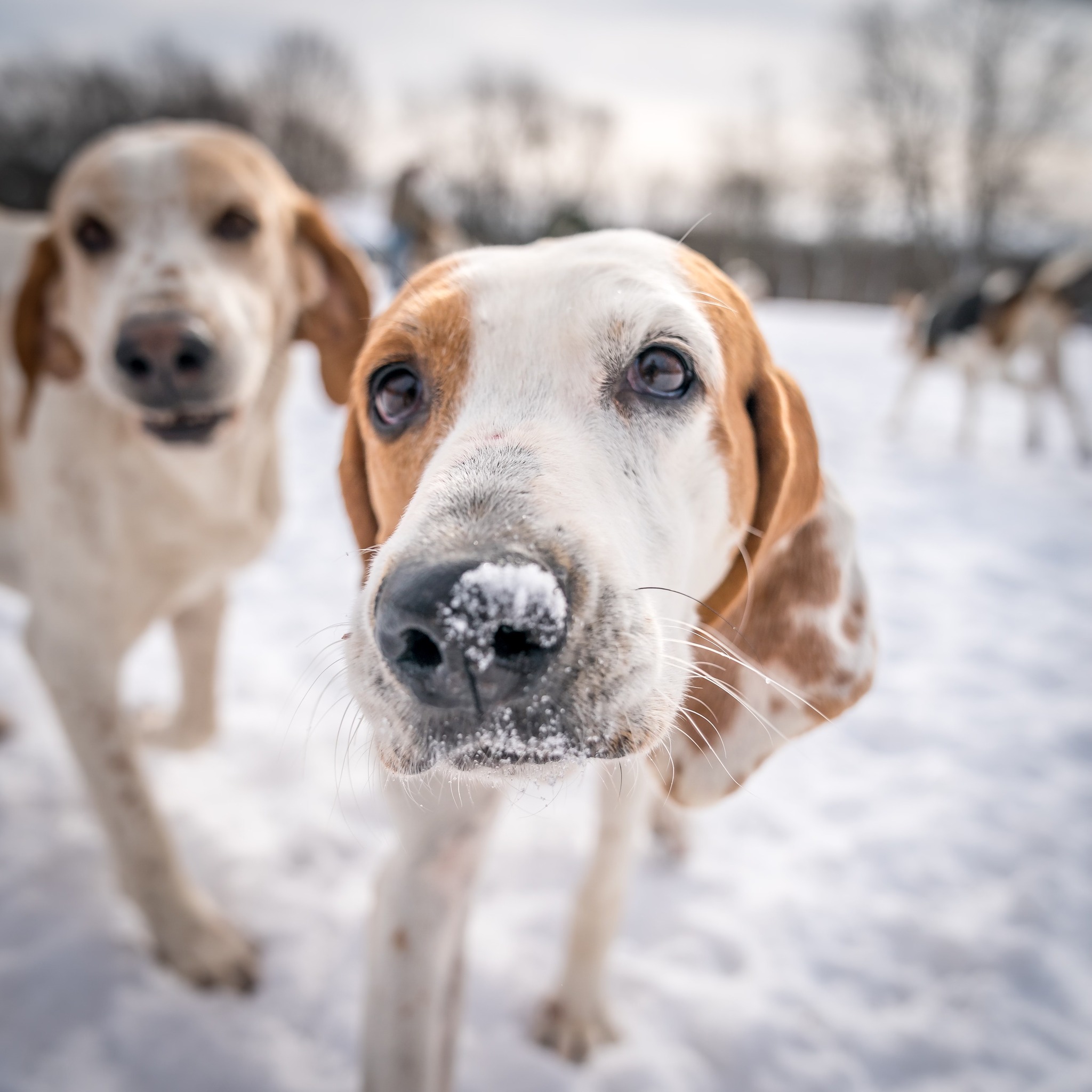 snow hound 2